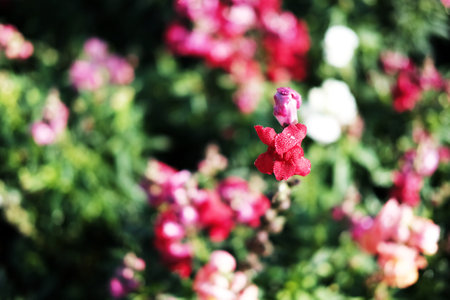 Blooming pink flowers field in the meadow with natural sunlight.の写真素材
