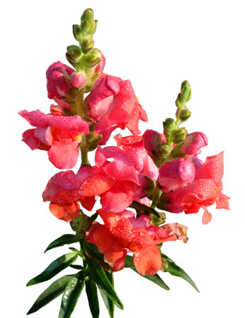 Blooming pink poppy flower isolated on white backgroundの写真素材