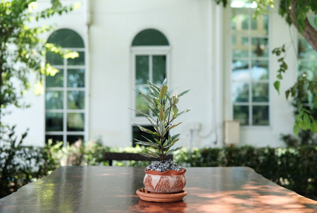 Little blossom plants in clay pot decorated on vintage wooden table in natural garden house and cafeの写真素材