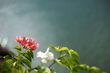 Blooming Pink Brazil Bougainvillea flowers or lesser bougainvillea against near the river. Copy spaceの写真素材