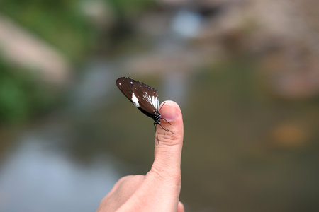 Beautiful butterfly on woman thumb finger with tropical rain forest background.