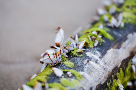 Tropical Small sea snails on a log and sand beachの写真素材