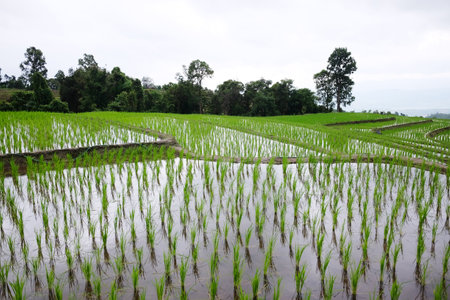 Landscape valley terraced Paddy rice fields on mountain on mountain in the countryside, Chiangmai...