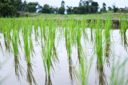 Landscape on terraced newly planted paddy rice fields on mountain with foggy in the countryside,...