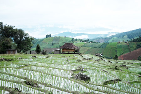 Landscape of country house and local hut in the middle terraced newly planted paddy rice fields on mountain with foggy in tropical rainy season in Thailandの写真素材
