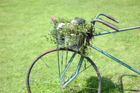 Blooming Common Purslane, Verdolaga, Pigweed, Little Hogweed or Pusley flower in pot decorated in basket of vintage old bicycle has rust on grass field in gardenの写真素材