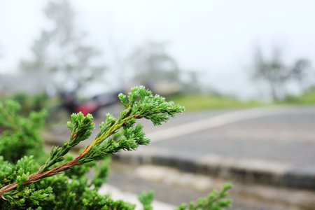 Fresh pine bushes tree are planted along the road amidst the mountain mist in tropical garden