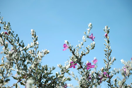 Blooming pink Barometer bush bunch or Ash plant flower with blue sky in gardenの写真素材