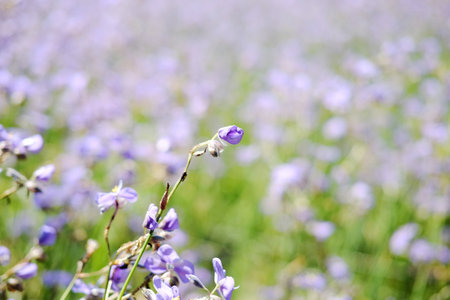 Blooming purple Murdannia Giganteum wildflower farm in meadow flower field in natural sunlight of garden. Copy spaceの写真素材