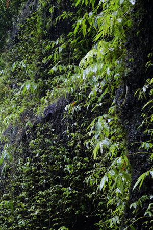 Fresh waterfall flowing down on the rocks and trees leaves in tropical evergreen rain forest