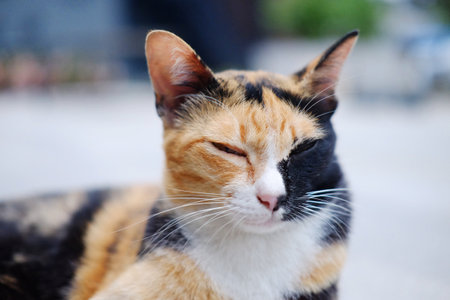 Cute tabby adorable cat is black and orange color in fur relaxing on concrete floor outdoorの写真素材
