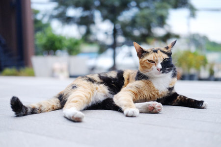 Cute tabby adorable happy cat is black and orange color in fur sleeping and relaxing on concrete floor outdoorの写真素材