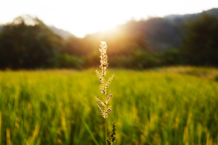 Beautiful wheat or grass flower Illuminated in warm sunset in paddy rice fields with valley mountain in sunlight of Thailand. Natural backgroundの写真素材