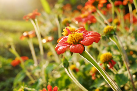 Blooming vibrant red Mexican sunflowers meadow field in sunlight and ray of sunset. Natural...