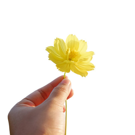Hand holding blooming a single yellow cosmos flower isolated on white backgroundの写真素材
