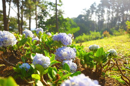 Blooming purple and violet Hydrangea flowers on green lawn of mountain in natural sunlight on summer of gardenの写真素材