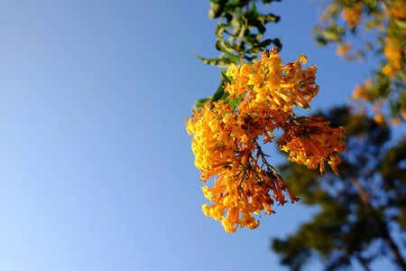 Blooming vibrant orange cestrum or yellow shrub jessamine flowers branch with blue sky in natural...