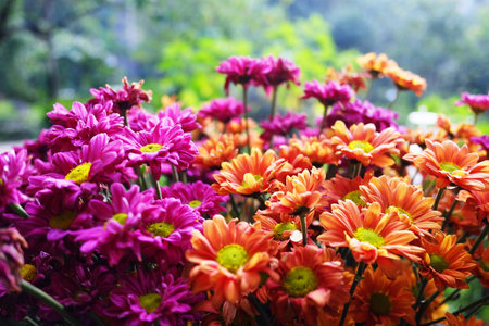Close up Blooming beautiful pink and orange Chrysanthemum flowers bouquet in natural garden...