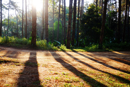 Beautiful sunshine in pine forest with walking route dirty road on the mountain in natural sunlight in forest of Thailandの写真素材