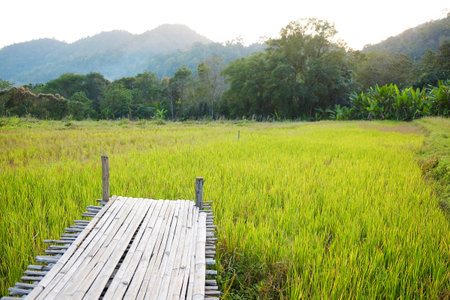 Wooden bamboo bridge in warm sunset and paddy rice fields with wildflower and valley mountain of Thailandの写真素材