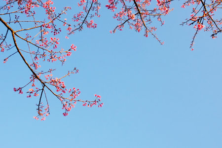 Macro photo of blooming pink wild Himalayan Cherry flowers branch with blue sky in natural sunlight...