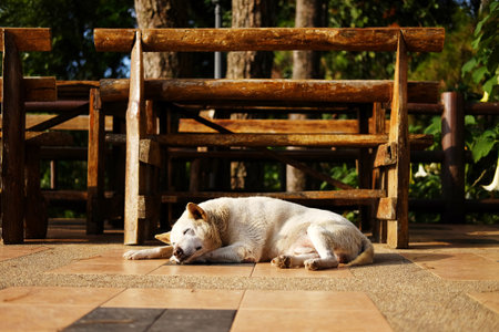 Adorable local white dog sleeping on terrace in natural sunlight in countryside of Asianの写真素材