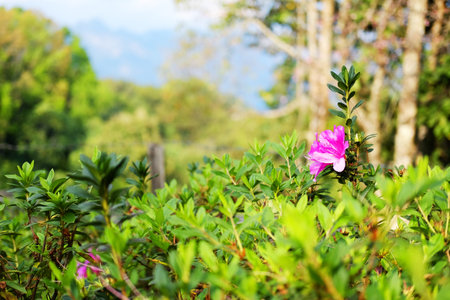 Blooming fresh pink Azalea flowers meadow in natural sunlight decorated in garden. Copy spaceの写真素材