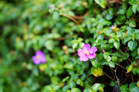 Blooming fresh pink Common Purslane or moss rose flower on green lawn grass in natural sunlight shining day in garden. Copy spaceの写真素材
