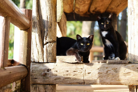 Adorable couple tabby black cats sitting together under wooden table on terrace in natural sunlight...