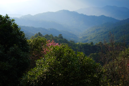 Blooming pink wild Himalayan Cherry flowers plant in tropical forest on the valley mountain view in...