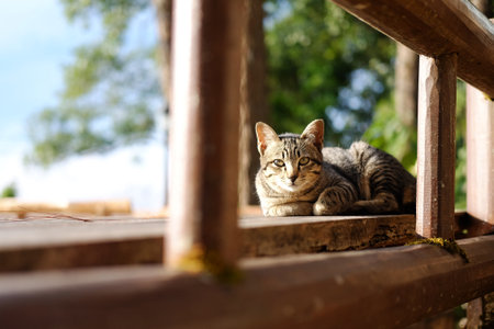 Adorable a tabby striped grey cat sitting on wooden table  on terrace in natural sunlight in...
