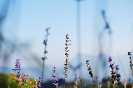 Blooming fresh purple Salvia farinacea flowers meadow in wildflower and forest with blue sky on...