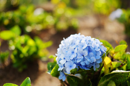 Close up a single blooming purple and violet Hydrangea flowers on green lawn of mountain in natural...