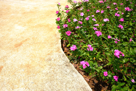 Blooming pink Madagascar periwinkle flower meadow with garden walkway