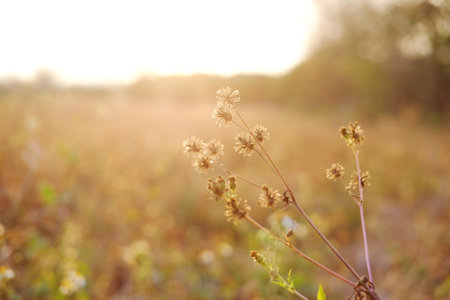 Close up beautiful dry flower field in the meadow in sunset shining on wildflower