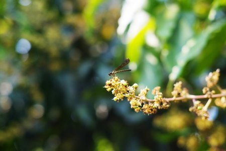Close up dragonfly on blooming mango flower blossom in natural sunlight. copy space