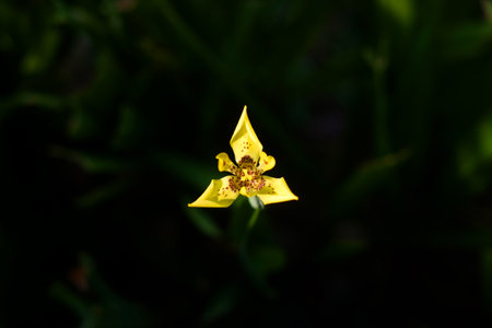 Close up blooming yellow Iris flower blossom in natural sunlight.