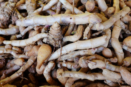 Ginger and galangal shoots or roots, a type of plant found in the forest, are sold in the plant...