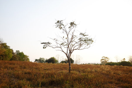 Landscape of lonely tree in dry meadow fieldの写真素材