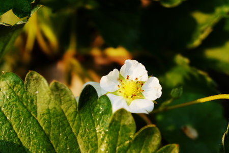 Close up fresh blooming flowers and green leaf agriculture in natural sunlight of morningの写真素材