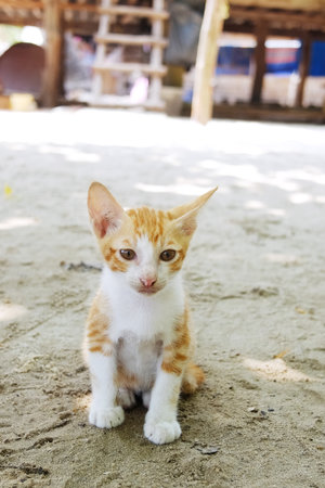 Cute striped orange kitten cat sitting and relaxing on sand floor outdoorsの写真素材
