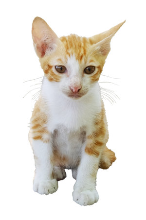 Cute striped orange kitten cat sitting and relaxing isolated on white background with clipping path