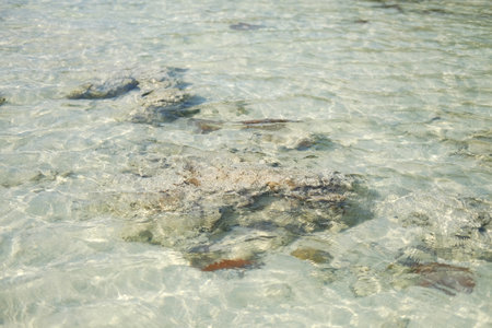 Fresh coral on the rock underwater in the sea and sunlight shimmers on the surface of wate on Surin islands in National Park, Phang Nga of Thailandの写真素材