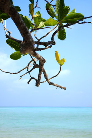 Beautiful sea beach with blue sky and tropical plant on Surin islands in National Park, Phang Nga of Thailandの写真素材