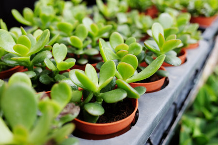 Blooming green succulents in a orange flower pot in cactus plant shopの写真素材