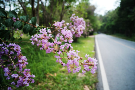 Close up blooming Wild Himalayan Cherry blossom with country road on the mountain and forest in...