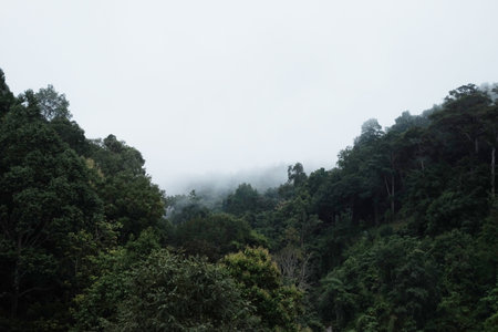 Aerial view of forest in the mountains on a foggy day in Thailandの写真素材