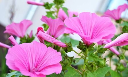 flowersの写真素材