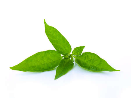 Leaves on White Backgroundの写真素材