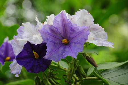 Wood violets flowersの写真素材